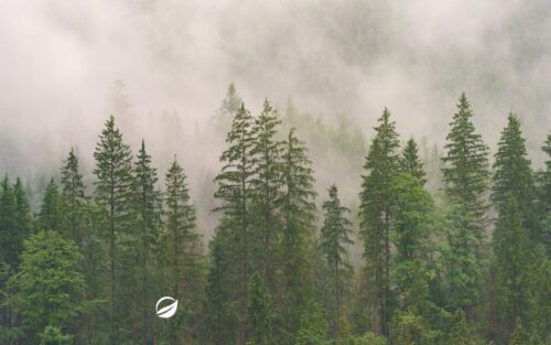 A set of evergreen tree tops in a cloudy setting
