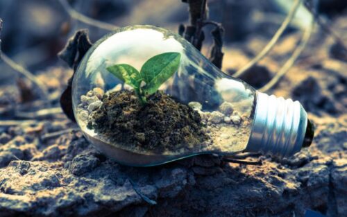 A seedling in a light bulb