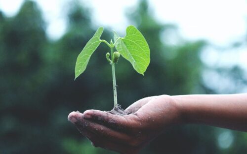A hand holding a seedling out