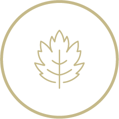 A kraft coloured icon of an oak style leaf