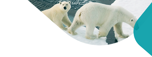 Two polar bears walking across ice caps