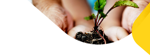 A pair of hands holding a seedling