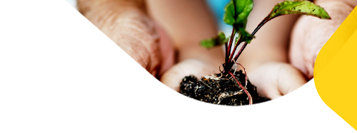 A pair of hands holding a seedling