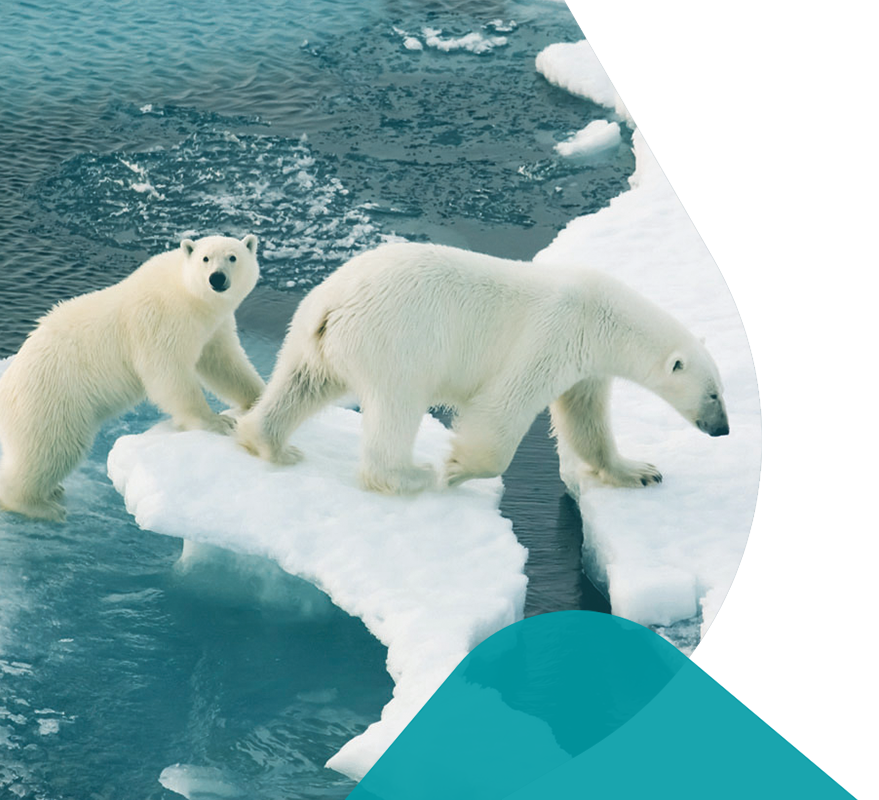 Two polar bears walking across ice caps