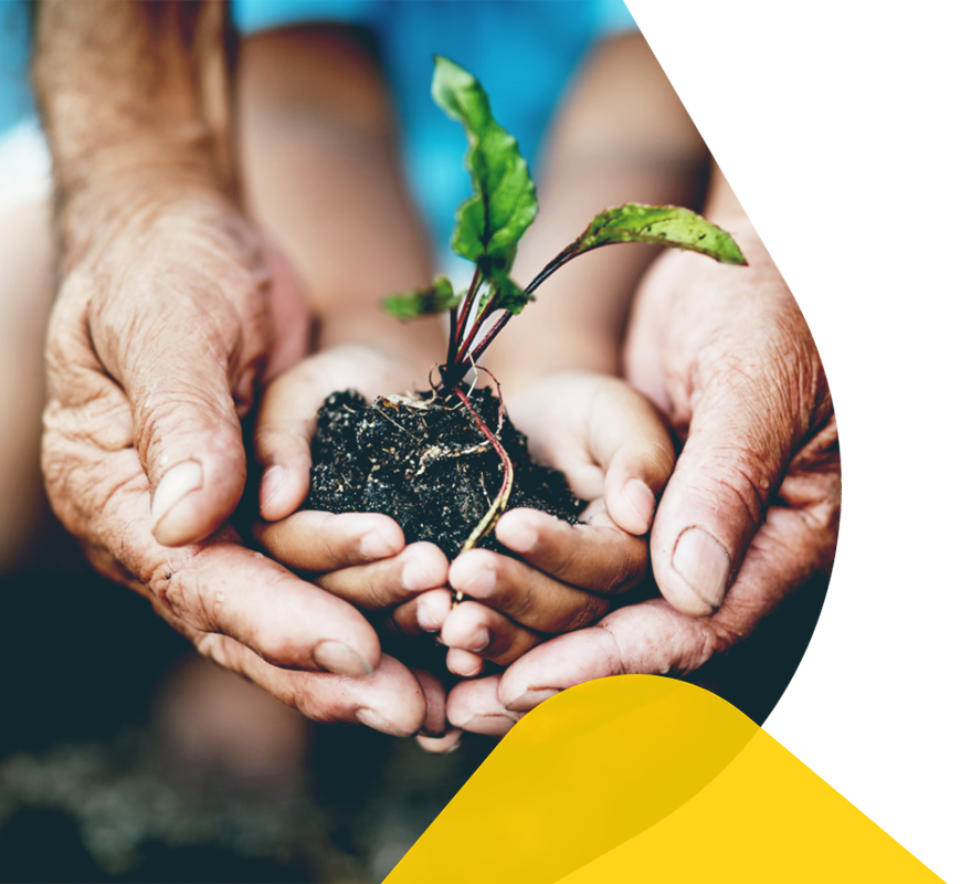 A pair of hands holding a seedling